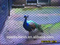 breeding netting
